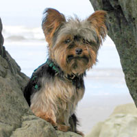Beachcomber dog!